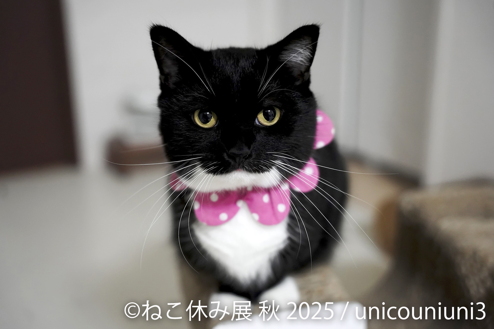 展示作品:unicouniuni3