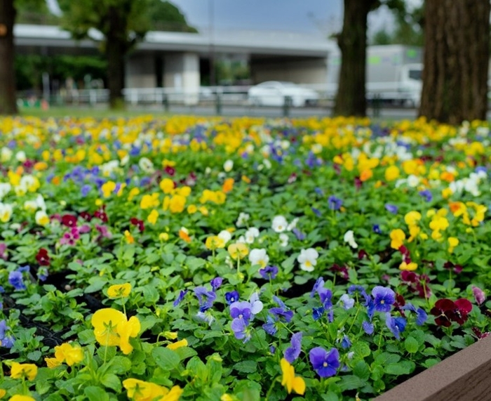 パンジー花壇(昨年の様子)