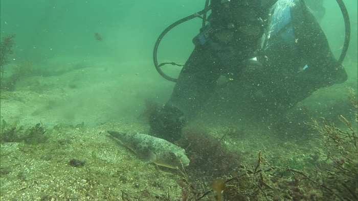 海底で休憩中のフグ