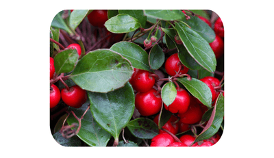 配合精油：ウィンターグリーン（ヒメコウジ葉油）※芳香成分として