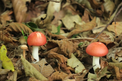 nh2mkZS2IBFqZz3CfNwJ.jpg?w=940&h=940