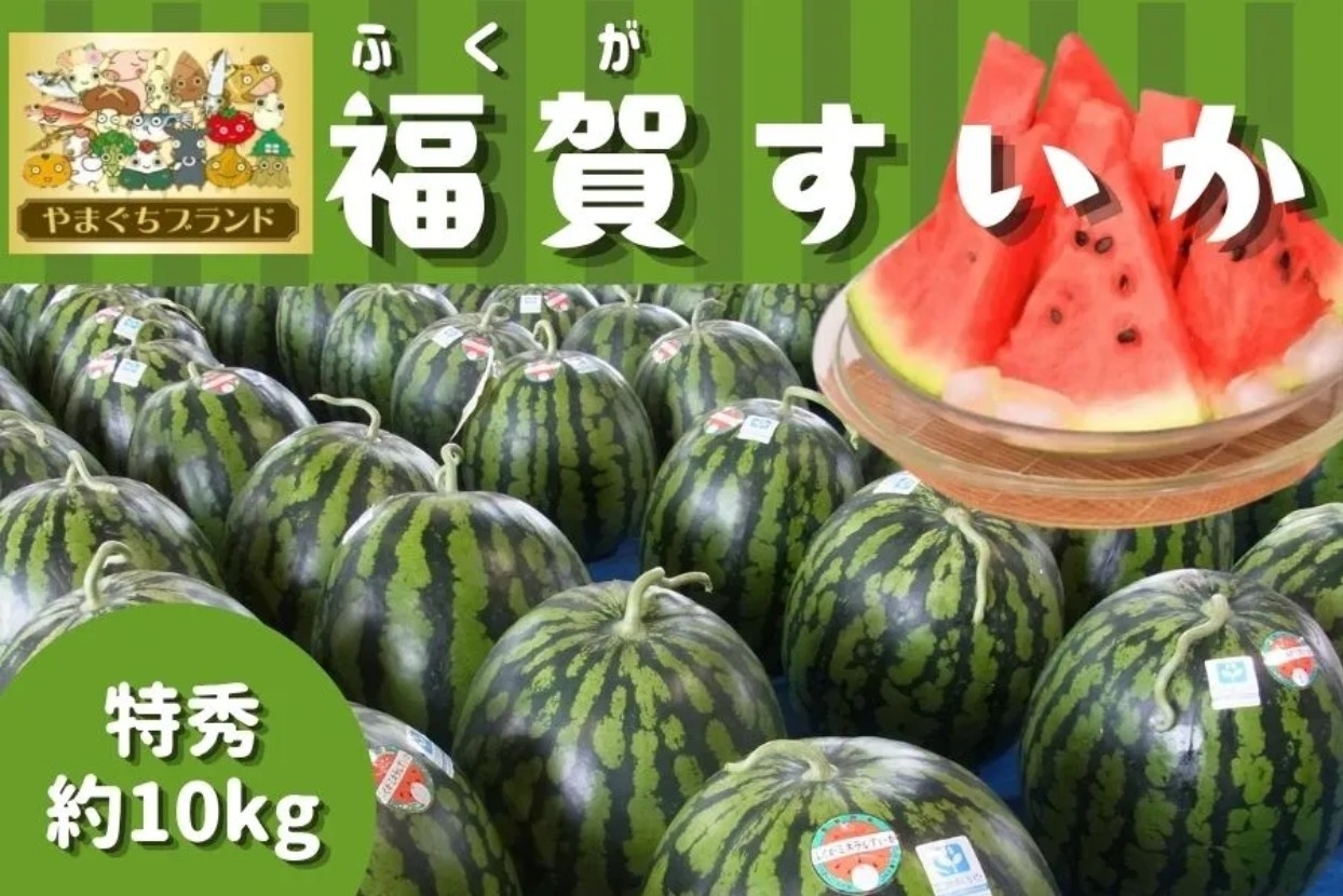 1株1果どりで旨み凝縮！やまぐちブランド登録の「福賀すいか」をJA
