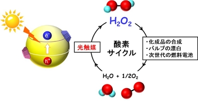 図1　光触媒による過酸化水素合成と酸素サイクル