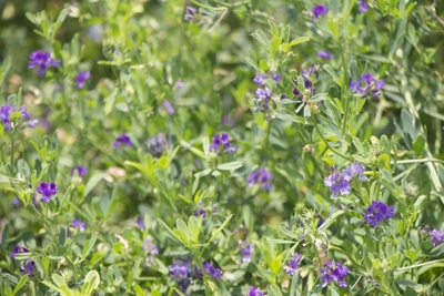 npeCO3cASi8TcnKxOaxq.jpg?w=940&h=940