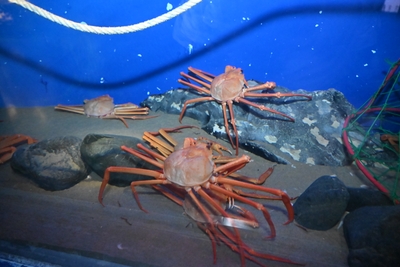 紅ズワイガニの展示
