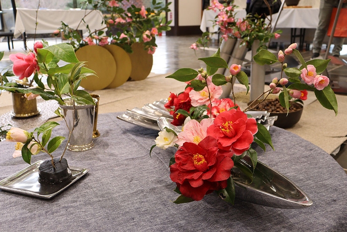 神代つばき展(令和4年度撮影)