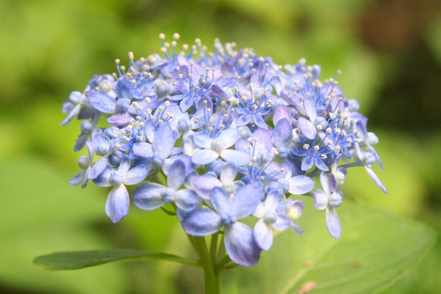 ‘天竜千鳥’ (ガクアジサイ系)