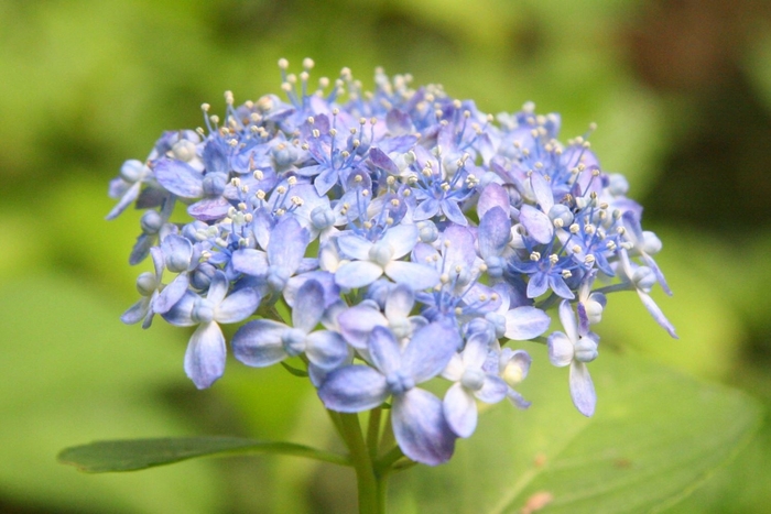 ‘天竜千鳥’ (ガクアジサイ系)