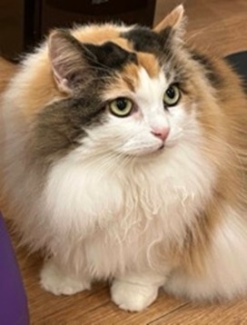 三毛猫 三毛猫 - Wikipedia