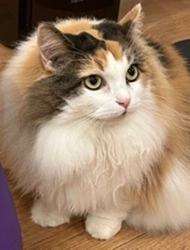 三毛猫の毛色を決める遺伝子をついに発見～60年間の謎だった三毛猫の毛色の仕組みを解明～