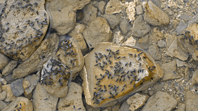 nxzDzm0yEVSCQDZ6F2ff.png?w=940&h=940