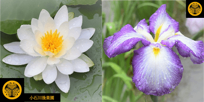 瑞々しい睡蓮と花菖蒲