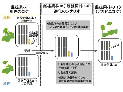 タイ類の雌雄異株から雌雄同株への進化の過程で起きた染色体再編成