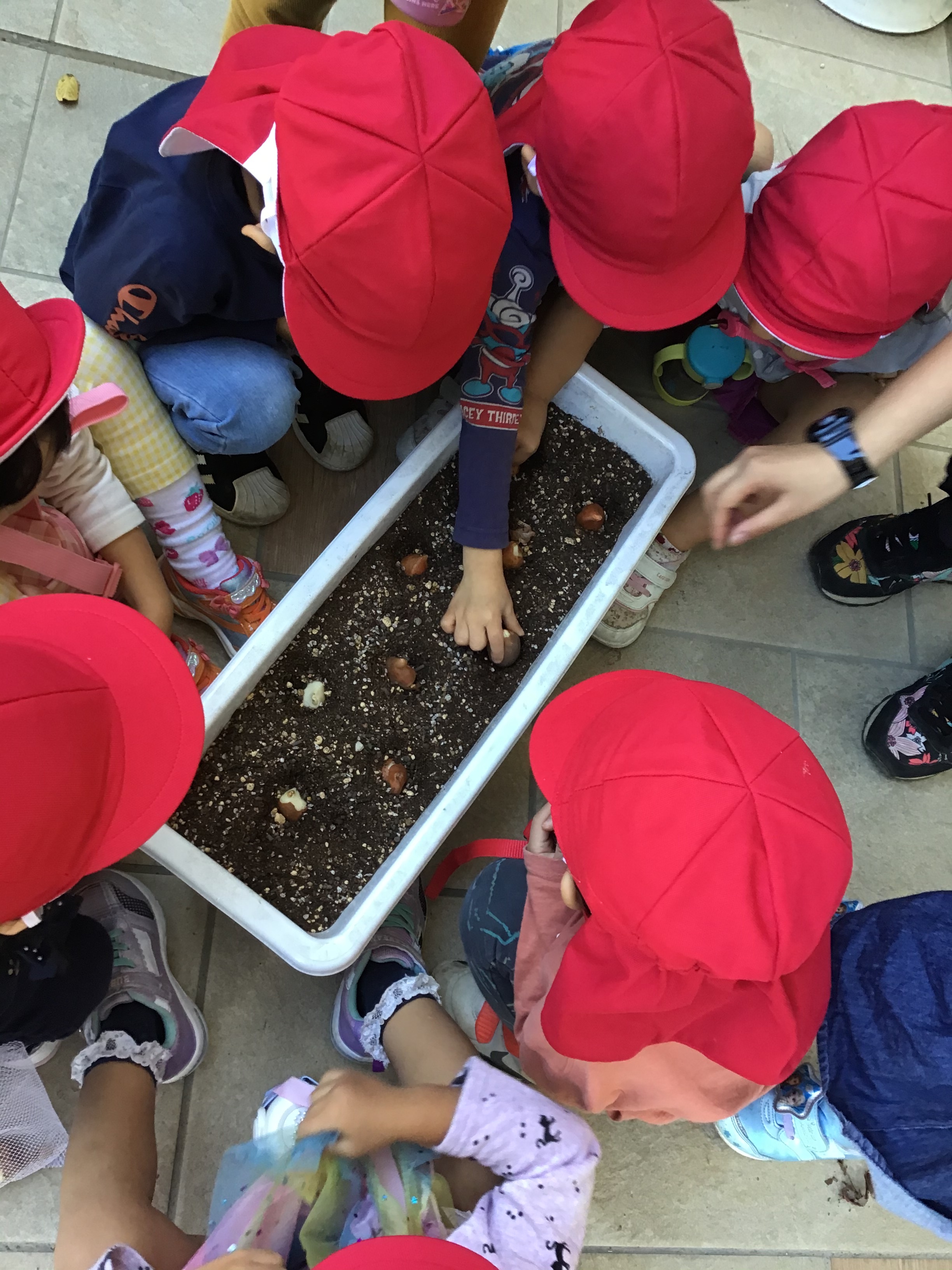 園児150人がチューリップ球根を植え付け体験