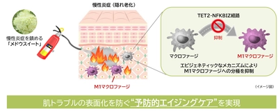 “隠れ老化”である慢性炎症の鎮静に植物でアプローチ(1)