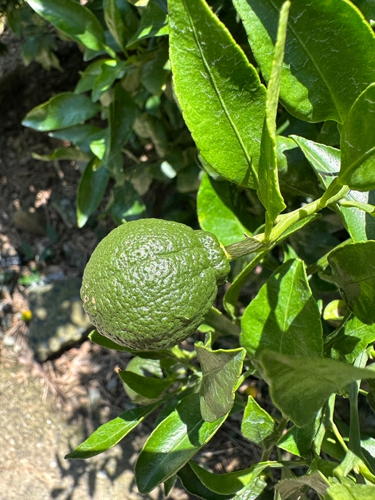 摘果不知火 実物