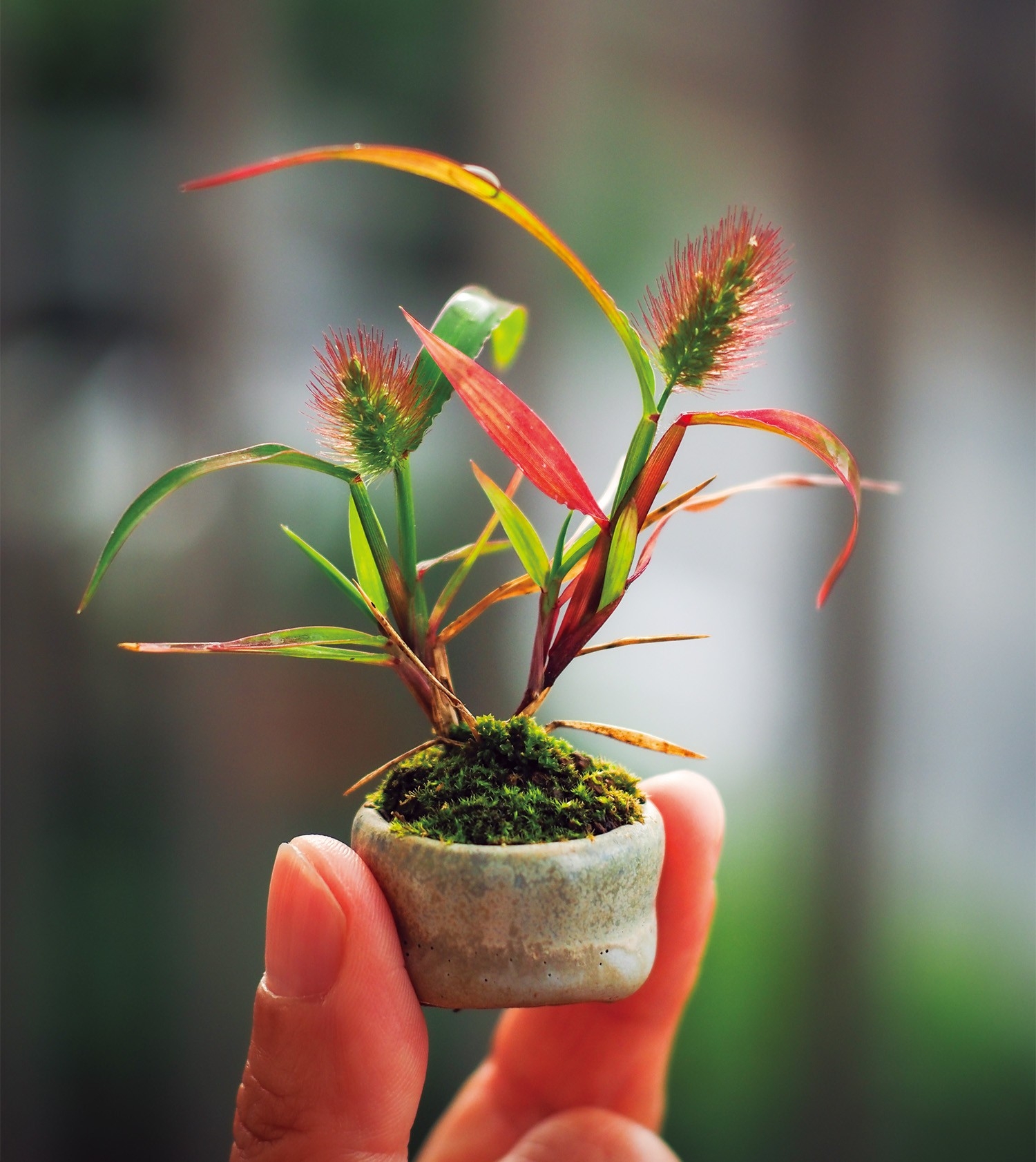 ハマエノコログサ