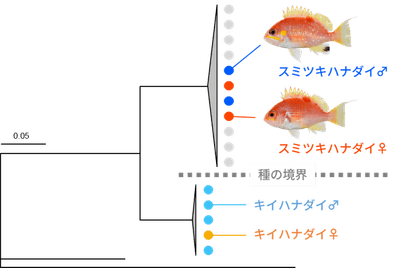 図3　系統解析結果（スミツキハナダイとキイハナダイはそれぞれ別のクラスターに分かれ、各種の雌雄は入れ子状に配置された）