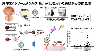 尿中エクソソームタンパク「EphA2」を用いた膀胱がんの検査法