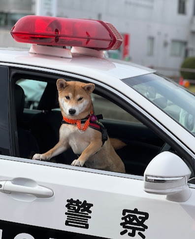 柴犬の警察犬 まめ