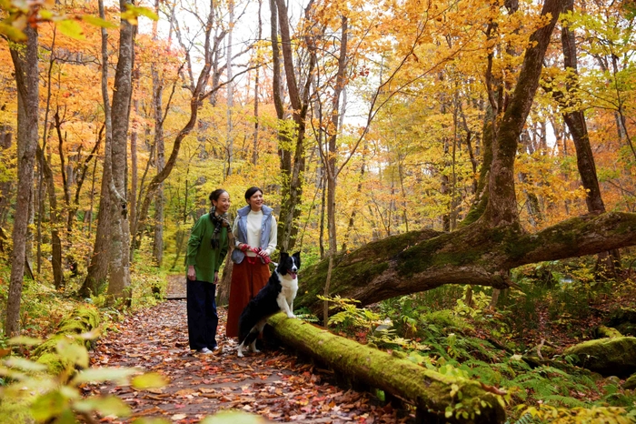 10月中旬の奥入瀬渓流