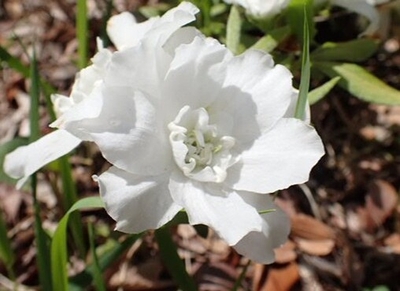 oOFeRlxYXCSzvw4P5hdc.jpg?w=940&h=940