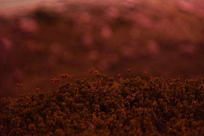 oPHxIDvuQKfHMC8FtFKl.jpg?w=940&h=940