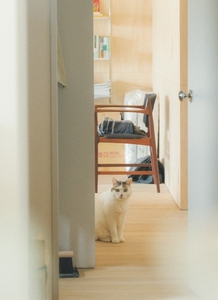 愛猫チョビ