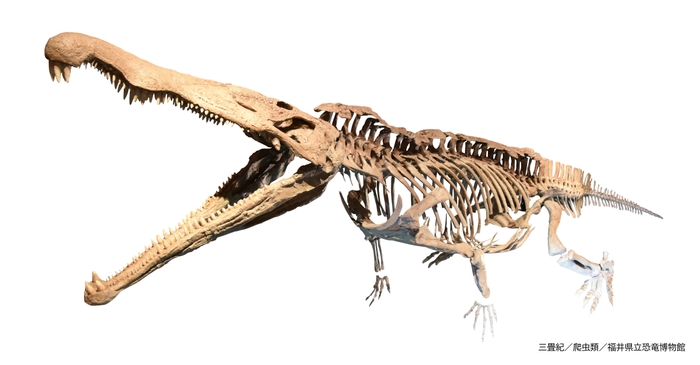 レドンダサウルス(レプリカ)