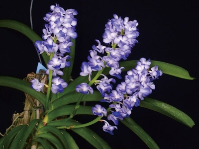 oYD3fGAaJOkQLDaopVQb.jpg?w=940&h=940