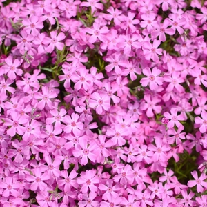 イメージ画像（芝桜）