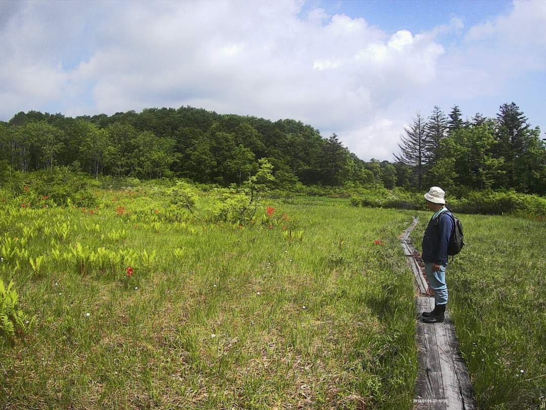 夏~秋の駒止湿原を散策!花の歴史を楽しむ湿原ガイドウォーク。