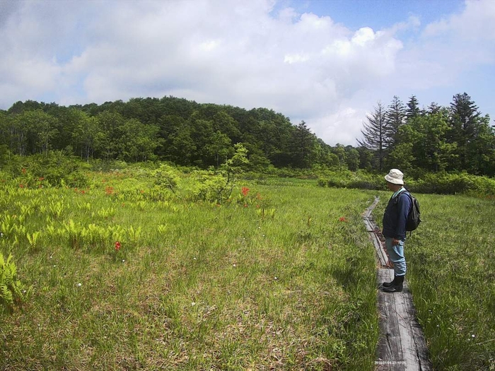 夏~秋の駒止湿原を散策!花の歴史を楽しむ湿原ガイドウォーク。
