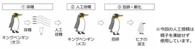 キングペンギン人工授精の流れ
