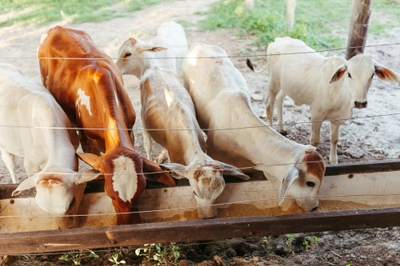 ojzciQsZf19hUUkeTsKU.jpg?w=940&h=940