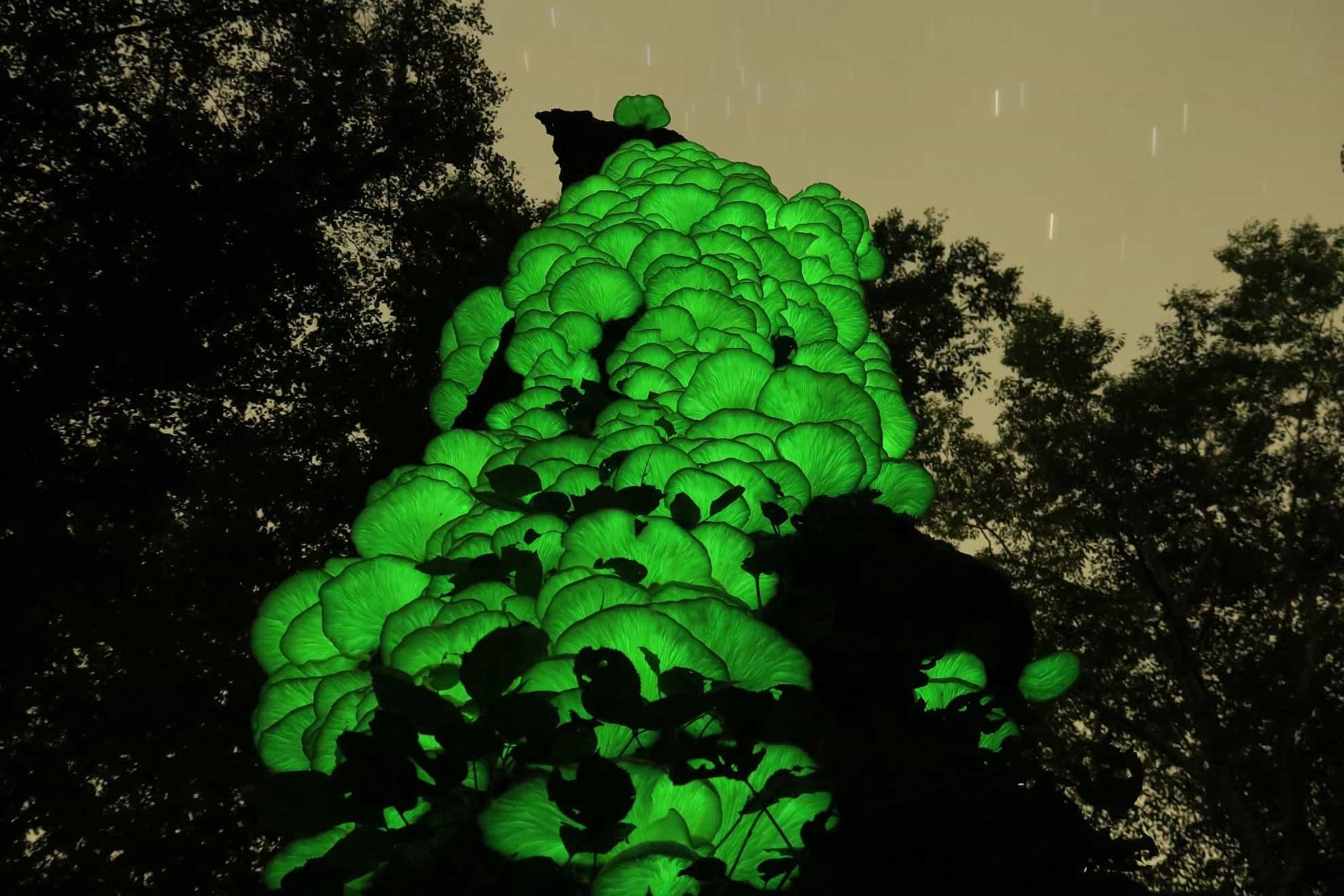 【奥入瀬渓流ホテル】~2週間限定で「夜の毒きのこさんぽ」が新登場~敬遠されがちな毒きのこを楽しく観察する 「毒きのこさんぽ」今年も実施|期間:2022年9月1日〜10月9日