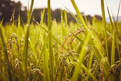 olJ5RVNu5PRw4DQuuYEQ.jpg?w=940&h=940