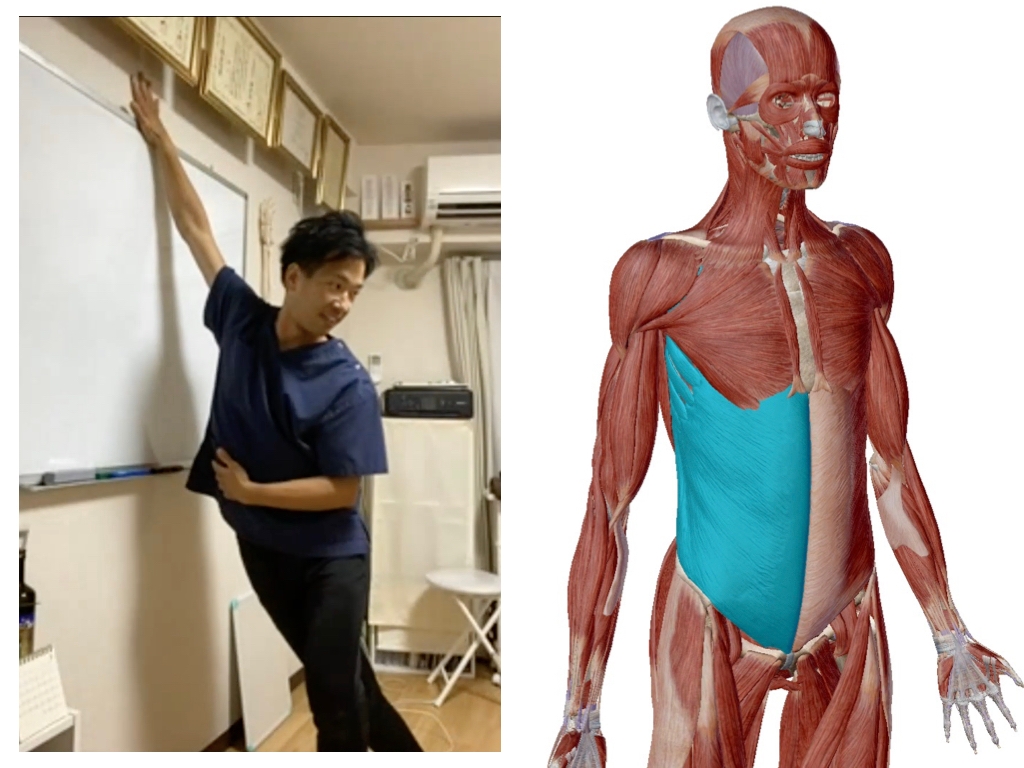 (セミナーの様子:脇腹のストレッチ/前鋸筋・腹斜筋)