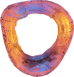 脚の断面写真＝研究グループ提供