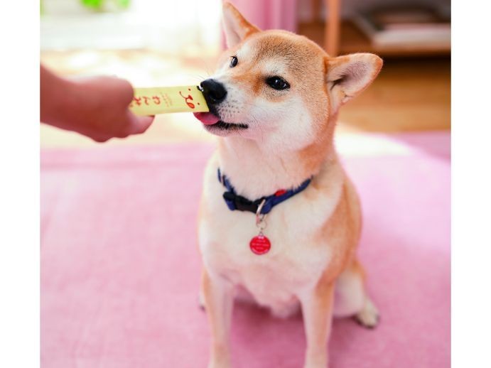 愛犬の健康をおいしくサポート！ 犬用ペーストおやつ「わんみぃ」に