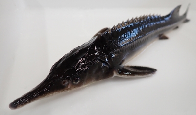 新宮実験場で飼育研究しているコチョウザメ