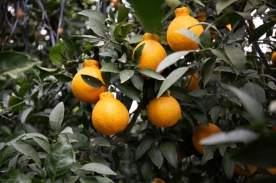 p0mftOcQkhW6zpYZF2LN.jpg?w=940&h=940