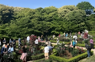 「春バラの早朝開園」昨年の様子