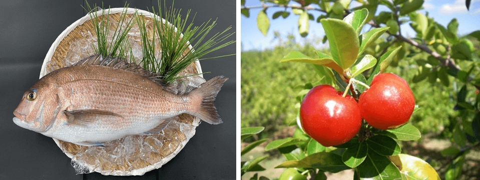 近畿大学とニチレイフーズが「アセロラ真鯛TM」を共同研究開発 11月16