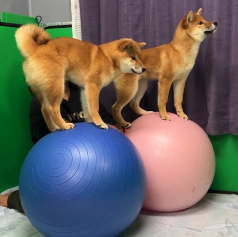 柴犬の体感トレーニング