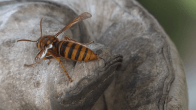 pGV2zC2anx18mcAfvwxG.png?w=940&h=940