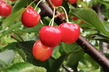 山形・大石田町の“奇跡のさくらんぼ”栽培を 未来へつなぐプロジェクトを開始