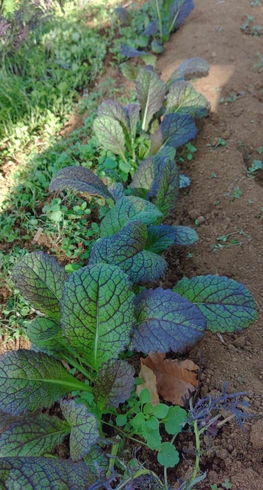 地元旬野菜 マスタードレッド