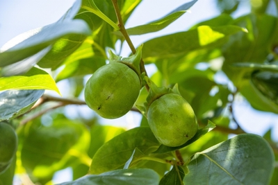 pU2gIiBtrs4BEQI0yXr8.jpg?w=940&h=940