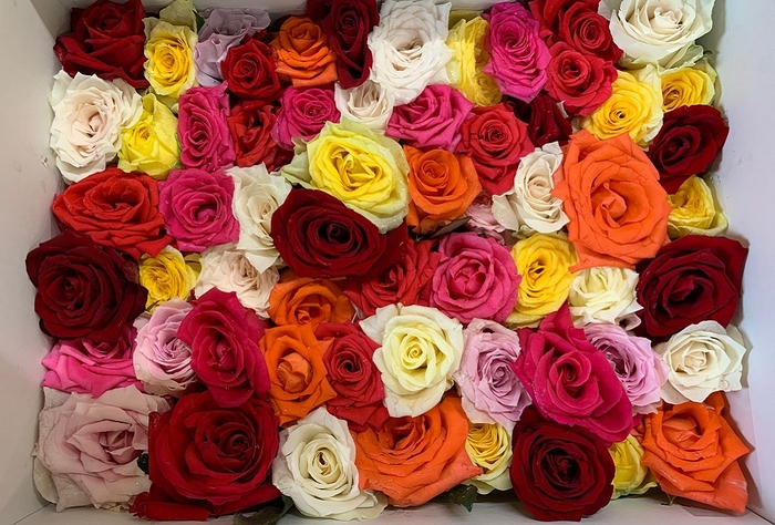 バラ風呂 ※イメージ